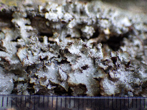  (Punctelia stictica - O-L-201333)  @11 [ ] CreativeCommons - Attribution Non-Commercial (2016) Einar Timdal University of Oslo, Natural History Museum