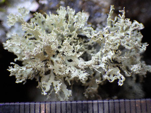 ( - O-L-201336)  @11 [ ] CreativeCommons - Attribution Non-Commercial (2016) Einar Timdal University of Oslo, Natural History Museum