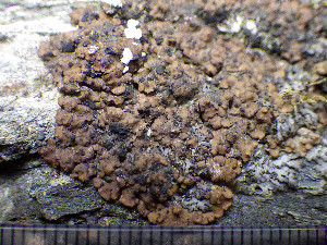  ( - O-L-201345)  @11 [ ] CreativeCommons - Attribution Non-Commercial (2016) Einar Timdal University of Oslo, Natural History Museum