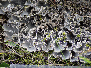  ( - O-L-201347)  @11 [ ] CreativeCommons - Attribution Non-Commercial (2016) Einar Timdal University of Oslo, Natural History Museum