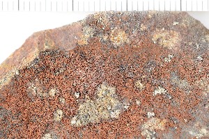  (Rhizocarpon pycnocarpoides - O-L-201388)  @11 [ ] CreativeCommons - Attribution Non-Commercial (2016) Kristine Dobbe University of Oslo, Natural History Museum