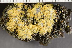  (Gyalolechia bracteata - O-L-201477)  @11 [ ] CreativeCommons - Attribution Non-Commercial (2019) Einar Timdal University of Oslo, Natural History Museum
