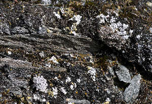  (Buellia asterella - O-L-201490)  @11 [ ] CreativeCommons - Attribution Non-Commercial (2019) Einar Timdal University of Oslo, Natural History Museum