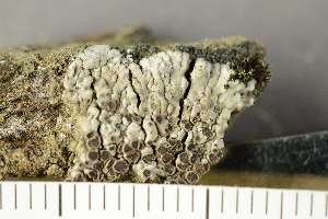  ( - O-L-201492)  @11 [ ] CreativeCommons - Attribution Non-Commercial (2019) Einar Timdal University of Oslo, Natural History Museum