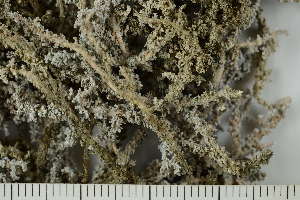  ( - O-L-201502)  @11 [ ] CreativeCommons - Attribution Non-Commercial (2019) Einar Timdal University of Oslo, Natural History Museum