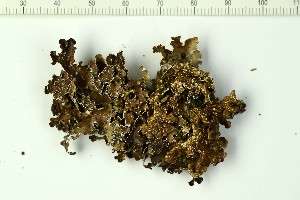  (Pseudocyphellaria norvegica - O-L-203000)  @11 [ ] CreativeCommons - Attribution Non-Commercial (2016) Kristine Dobbe University of Oslo, Natural History Museum
