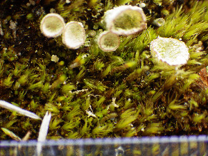  ( - O-L-203282)  @11 [ ] CreativeCommons - Attribution Non-Commercial (2016) Siri Rui University of Oslo, Natural History Museum