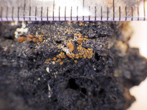  (Caloplaca cerina - O-L-203286)  @11 [ ] CreativeCommons - Attribution Non-Commercial (2016) Siri Rui University of Oslo, Natural History Museum