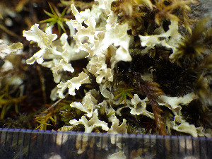  ( - O-L-203288)  @11 [ ] CreativeCommons - Attribution Non-Commercial (2016) Siri Rui University of Oslo, Natural History Museum
