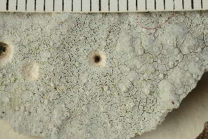  (Varicellaria lactea - O-L-203457)  @11 [ ] CreativeCommons - Attribution Non-Commercial (2017) Einar Timdal Natural History Museum, University of Oslo, Norway