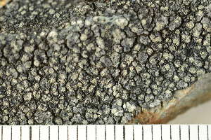  ( - O-L-203876)  @11 [ ] CreativeCommons - Attribution Non-Commercial (2017) Einar Timdal Natural History Museum, University of Oslo, Norway