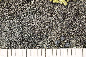  ( - O-L-203971)  @11 [ ] CreativeCommons - Attribution Non-Commercial (2018) Einar Timdal Natural History Museum, University of Oslo, Norway