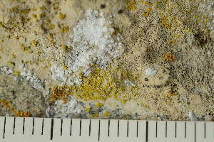  ( - O-L-204037)  @11 [ ] CreativeCommons - Attribution Non-Commercial (2017) Einar Timdal Natural History Museum, University of Oslo, Norway
