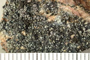  ( - O-L-204218)  @11 [ ] CreativeCommons - Attribution Non-Commercial (2017) Einar Timdal Natural History Museum, University of Oslo, Norway