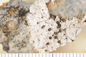  ( - O-L-204416)  @11 [ ] CreativeCommons - Attribution Non-Commercial (2016) Einar Timdal University of Oslo, Natural History Museum