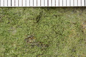  ( - O-L-204531)  @11 [ ] CreativeCommons - Attribution Non-Commercial (2017) Einar Timdal Natural History Museum, University of Oslo, Norway