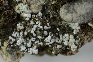  ( - O-L-204638)  @11 [ ] CreativeCommons - Attribution Non-Commercial (2019) Einar Timdal University of Oslo, Natural History Museum