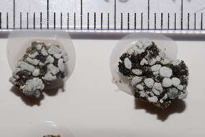  ( - O-L-204891)  @11 [ ] CreativeCommons - Attribution Non-Commercial (2019) Einar Timdal University of Oslo, Natural History Museum