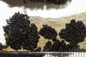  ( - O-L-204929)  @11 [ ] CreativeCommons - Attribution Non-Commercial (2019) Einar Timdal University of Oslo, Natural History Museum