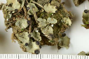  ( - O-L-204936)  @11 [ ] CreativeCommons - Attribution Non-Commercial (2019) Einar Timdal University of Oslo, Natural History Museum