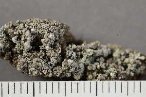  ( - O-L-204980)  @11 [ ] CreativeCommons - Attribution Non-Commercial (2017) Einar Timdal Natural History Museum, University of Oslo, Norway