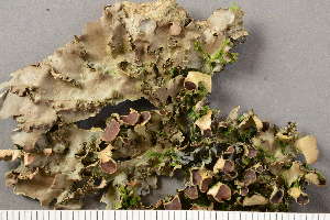  (Nephroma laevigatum - O-L-204997)  @11 [ ] CreativeCommons - Attribution Non-Commercial (2017) Einar Timdal Natural History Museum, University of Oslo, Norway