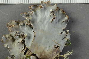  ( - O-L-205844)  @11 [ ] by-nc (2021) Einar Timdal University of Oslo, Natural History Museum