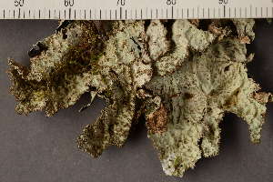  ( - O-L-205845)  @11 [ ] CreativeCommons - Attribution Non-Commercial (2019) Måns Svensson Swedish University of Agricultural Sciences