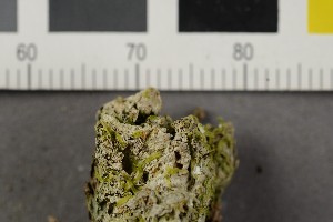  (Gyalecta truncigena - O-L-206468)  @11 [ ] CreativeCommons - Attribution Non-Commercial Share-Alike (2017) Unspecified Natural History Museum, University of Oslo, Norway