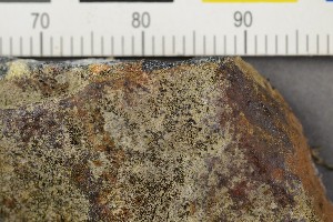  ( - O-L-206501)  @11 [ ] CreativeCommons - Attribution Non-Commercial Share-Alike (2017) Unspecified Natural History Museum, University of Oslo, Norway