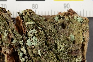  (Micarea globulosella - O-L-206506)  @11 [ ] CreativeCommons - Attribution Non-Commercial Share-Alike (2017) Unspecified Natural History Museum, University of Oslo, Norway