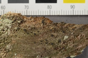  ( - O-L-206537)  @11 [ ] CreativeCommons - Attribution Non-Commercial Share-Alike (2017) Unspecified Natural History Museum, University of Oslo, Norway