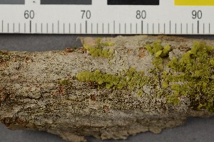  (Lecidea sphaerella - O-L-206542)  @11 [ ] CreativeCommons - Attribution Non-Commercial Share-Alike (2017) Unspecified Natural History Museum, University of Oslo, Norway