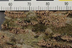  ( - O-L-206544)  @11 [ ] CreativeCommons - Attribution Non-Commercial Share-Alike (2017) Unspecified Natural History Museum, University of Oslo, Norway