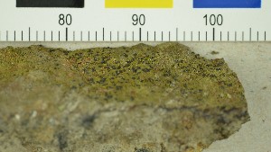  ( - O-L-206553)  @11 [ ] CreativeCommons - Attribution Non-Commercial Share-Alike (2017) Unspecified Natural History Museum, University of Oslo, Norway