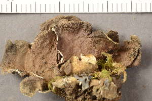  ( - O-L-206639)  @11 [ ] CreativeCommons - Attribution Non-Commercial (2019) Gunnhild Marthinsen University of Oslo, Natural History Museum