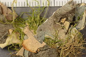  ( - O-L-206810)  @11 [ ] CreativeCommons - Attribution Non-Commercial (2019) Gunnhild Marthinsen University of Oslo, Natural History Museum