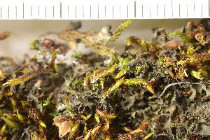 ( - O-L-206812)  @11 [ ] CreativeCommons - Attribution Non-Commercial (2019) Gunnhild Marthinsen University of Oslo, Natural History Museum