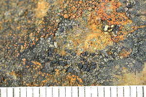  ( - O-L-207757)  @11 [ ] CreativeCommons - Attribution Non-Commercial (2017) Einar Timdal Natural History Museum, University of Oslo, Norway