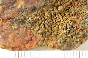  ( - O-L-207760)  @11 [ ] CreativeCommons - Attribution Non-Commercial (2019) Einar Timdal University of Oslo, Natural History Museum