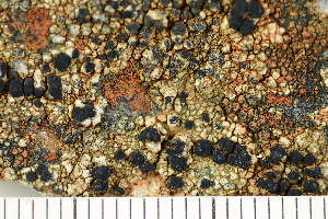  ( - O-L-207766)  @11 [ ] CreativeCommons - Attribution Non-Commercial (2017) Einar Timdal Natural History Museum, University of Oslo, Norway