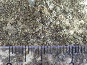  (Phaeophyscia orbicularis - O-L--207984)  @11 [ ] CreativeCommons - Attribution Non-Commercial (2017) Reidar Haugan University of Oslo, Natural History Museum