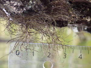  (Bryoria furcellata - O-L--207994)  @11 [ ] CreativeCommons - Attribution Non-Commercial (2017) Reidar Haugan University of Oslo, Natural History Museum