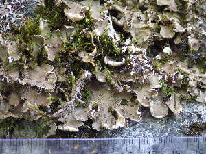  ( - O-L--207998)  @11 [ ] CreativeCommons - Attribution Non-Commercial (2017) Einar Timdal University of Oslo, Natural History Museum
