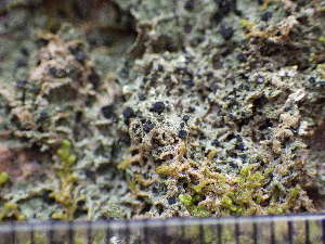  ( - O-L--208002)  @11 [ ] CreativeCommons - Attribution Non-Commercial (2017) Einar Timdal University of Oslo, Natural History Museum