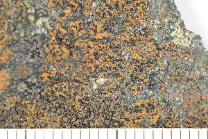  ( - O-L-208155)  @11 [ ] CreativeCommons - Attribution Non-Commercial (2017) Einar Timdal Natural History Museum, University of Oslo, Norway