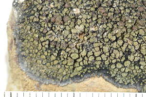  ( - O-L-208173)  @11 [ ] CreativeCommons - Attribution Non-Commercial (2017) Einar Timdal Natural History Museum, University of Oslo, Norway
