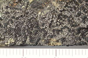  ( - O-L-208193)  @11 [ ] CreativeCommons - Attribution Non-Commercial (2019) Einar Timdal University of Oslo, Natural History Museum