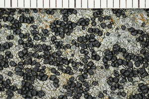  ( - O-L-208222)  @11 [ ] CreativeCommons - Attribution Non-Commercial (2017) Einar Timdal Natural History Museum, University of Oslo, Norway