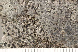  ( - O-L-209834)  @11 [ ] CreativeCommons - Attribution Non-Commercial (2018) Einar Timdal University of Oslo, Natural History Museum